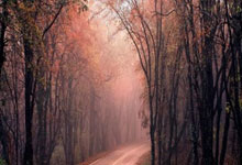 开云体育中国官网-关于太阳逆转雄鹿，锡安点燃赛场的信息