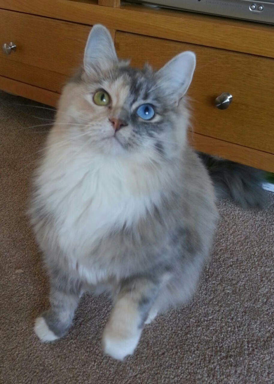 赛道与球场的双重奏，F1巴林揭幕战与鹈鹕速胜步行者的战术启示